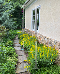 Picture of Baptisia sphaerocarpa 'Screamin' Yellow'