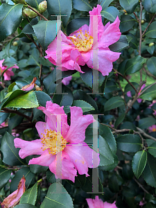 Picture of Camellia sasanqua 