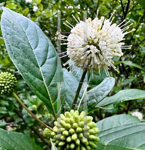 Picture of Cephalanthus occidentalis 