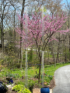 Picture of Cercis canadensis 