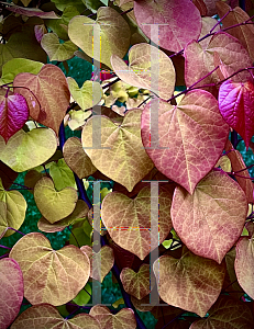 Picture of Cercis canadensis 'NC2016-2 (Flame Thrower®)'