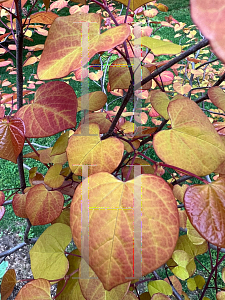 Picture of Cercis canadensis 'NC2016-2 (Flame Thrower®)'