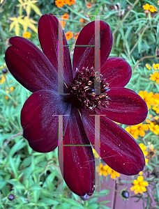 Picture of Cosmos atrosanguineus 