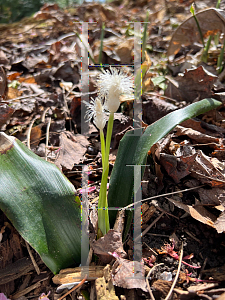 Picture of Cymophyllus fraserianus '~Species'