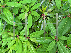 Picture of Daphniphyllum macropodum 