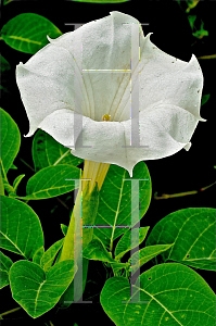 Picture of Datura stramonium 