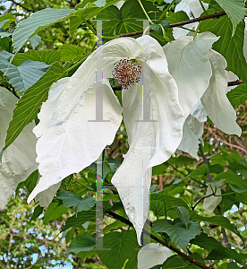 Picture of Davidia involucrata 