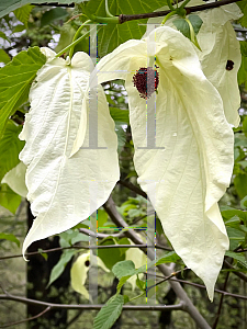 Picture of Davidia involucrata 