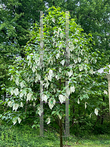 Picture of Davidia involucrata 