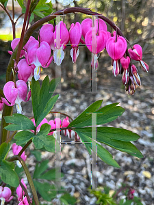 Picture of Lamprocapnos spectabilis 