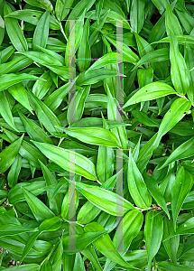 Picture of Disporopsis pernyi '~Species'