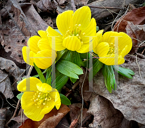 Picture of Eranthis hyemalis 