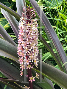 Picture of Eucomis comosa 'Sparkling Burgundy'