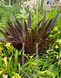 Picture of Eucomis comosa 'Sparkling Burgundy'