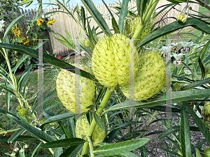 Picture of Gomphocarpus physocarpus '~Species'