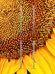 Picture of Helianthus annuus 