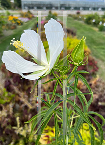 Picture of Hibiscus coccineus albus '~Species'