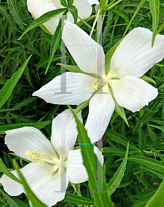 Picture of Hibiscus coccineus albus '~Species'