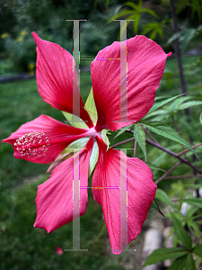 Picture of Hibiscus coccineus 