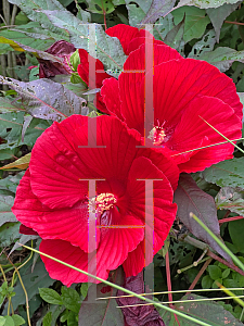 Picture of Hibiscus moscheutos 'Fireball'