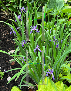 Picture of Iris versicolor 