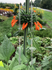 Picture of Leonotis nepetifolia '~Species'