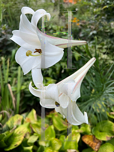 Picture of Lilium formosanum 