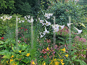 Picture of Lilium formosanum 