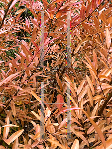 Picture of Lindera glauca salicifolius 