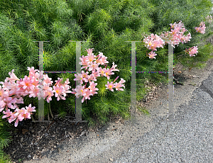 Picture of Lycoris squamigera 