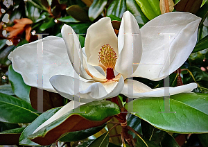 Picture of Magnolia grandiflora 