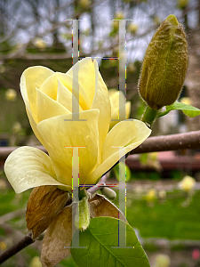 Picture of Magnolia x 'Lois'