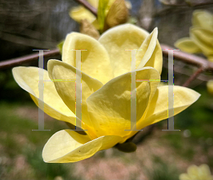 Picture of Magnolia x 'Lois'
