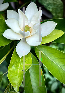 Picture of Magnolia grandiflora 