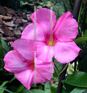 Picture of Mandevilla x amoena 'Alice du Pont'