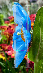 Picture of Meconopsis betonicifolia 'Lingholm'