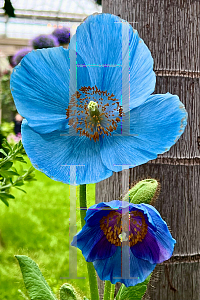 Picture of Meconopsis betonicifolia 'Lingholm'