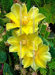 Picture of Opuntia compressa 