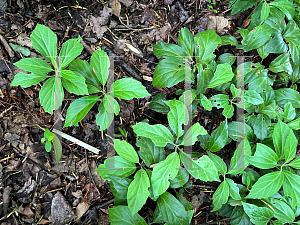Picture of Pachysandra terminalis 