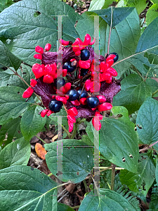 Picture of Paeonia obovata '~Species'
