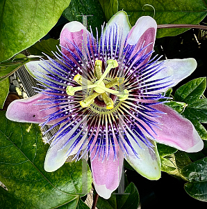 Picture of Passiflora incarnata 