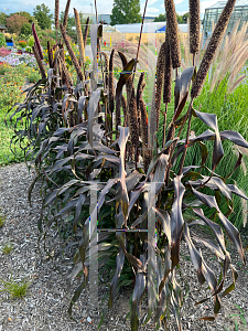 Picture of Pennisetum glaucum 'Purple Majesty'