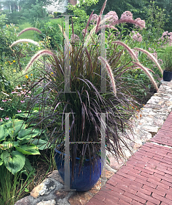 Picture of Pennisetum glaucum 'Purple Majesty'