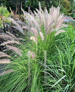 Picture of Pennisetum setaceum 