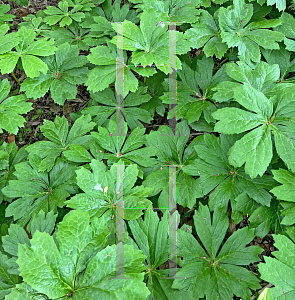 Picture of Podophyllum peltatum 