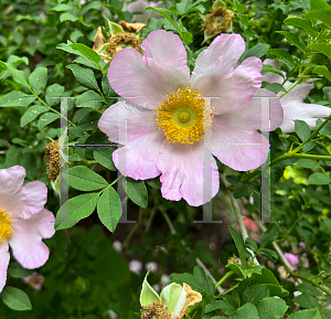 Picture of Rosa roxburghii 