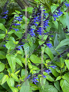 Picture of Salvia guaranitica 'Black and Blue'