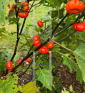 Picture of Solanum integrifolium 