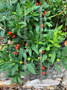 Picture of Solanum pseudocapsicum 