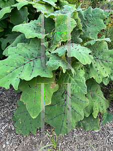 Picture of Solanum quitoense 